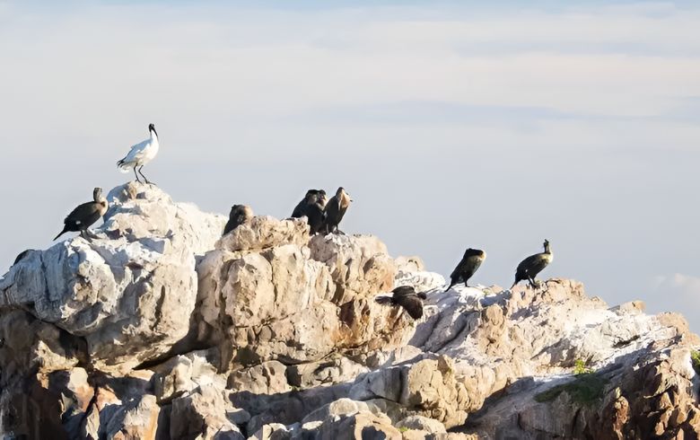 Actualités sur le cannabis