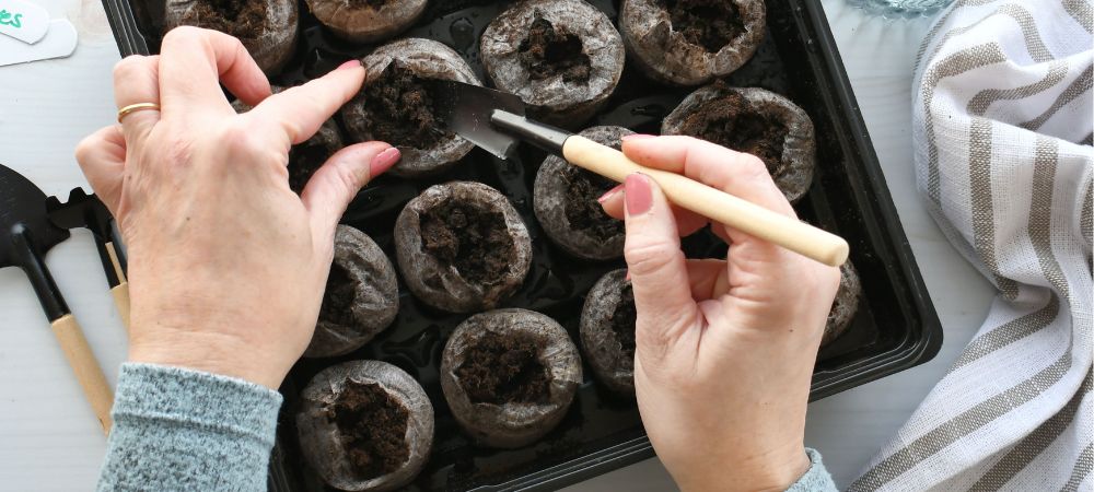 Tourbe en Jiffy pour bouturage de cannabis