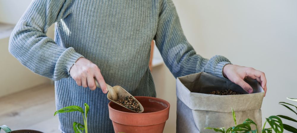 Substrat de culture : les différents types