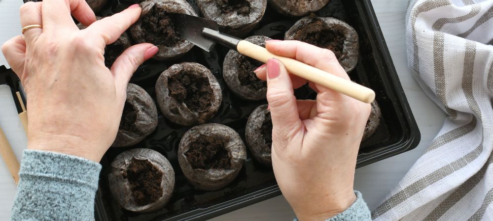 quand exposer les Jiffy à la lumière