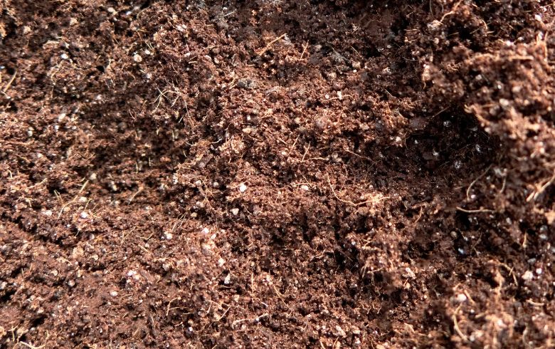 Actualités sur le cannabis