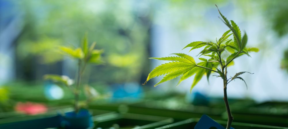 aéroponie pour le cannabis