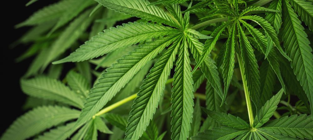 aéroponie : un système qui augmente le rendement