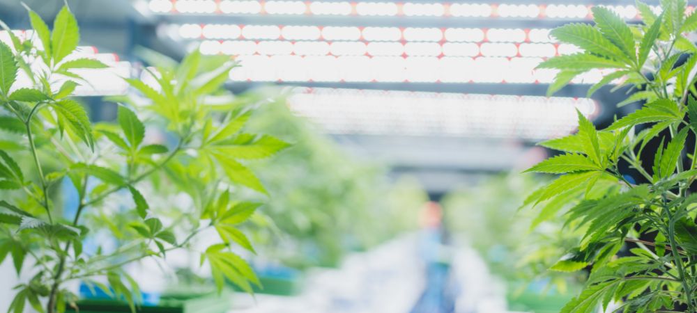 meilleures lampes de culture pour cannabis