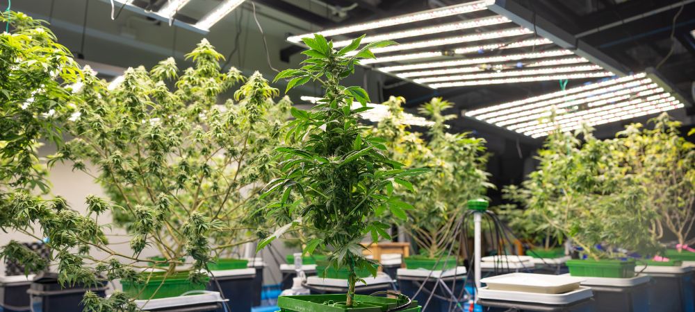 meilleures lampes pour cannabis