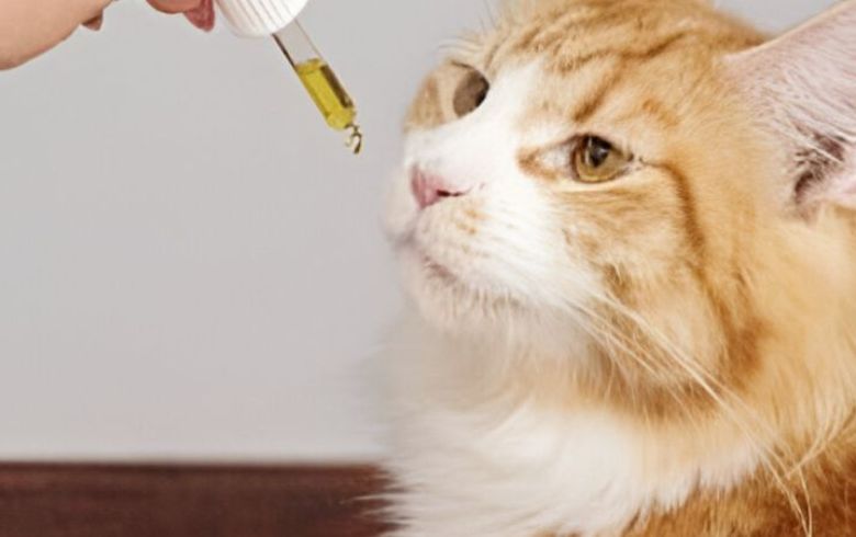 Cannabis thérapeutique