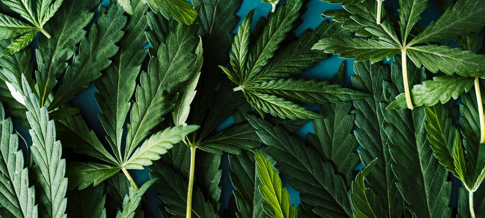 Récolte de cannabis contenant du CBDA Récolte de cannabis pour extraire du CBDA et d'autres cannabinoïdes