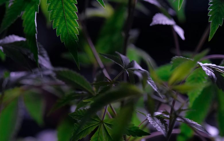 Actualités sur le cannabis