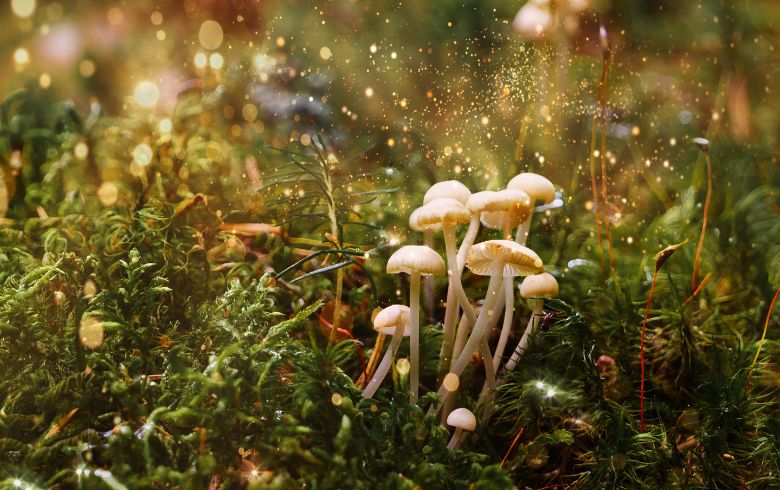 Actualités sur le cannabis