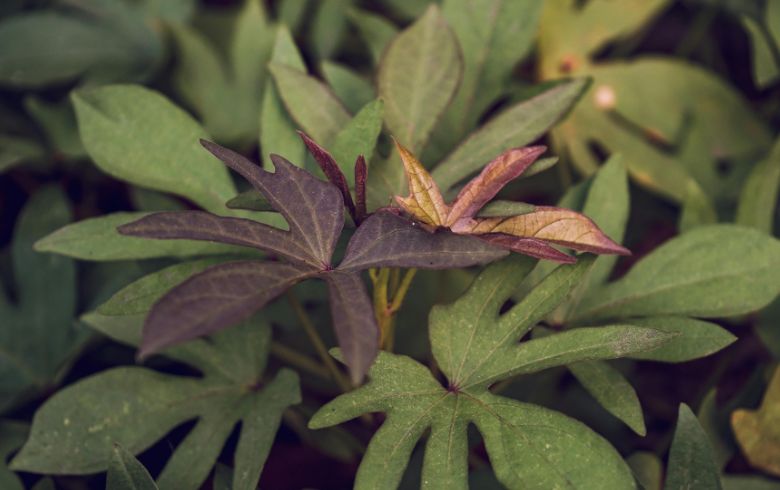 Actualités sur le cannabis