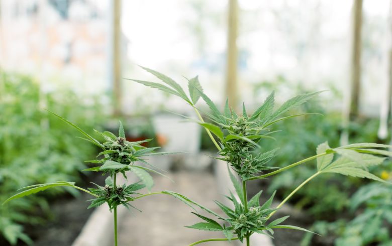 Actualités sur le cannabis