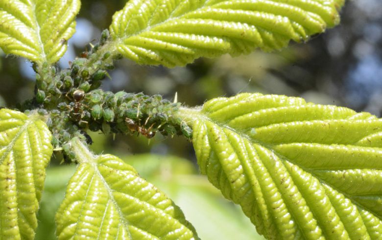 Actualités sur le cannabis