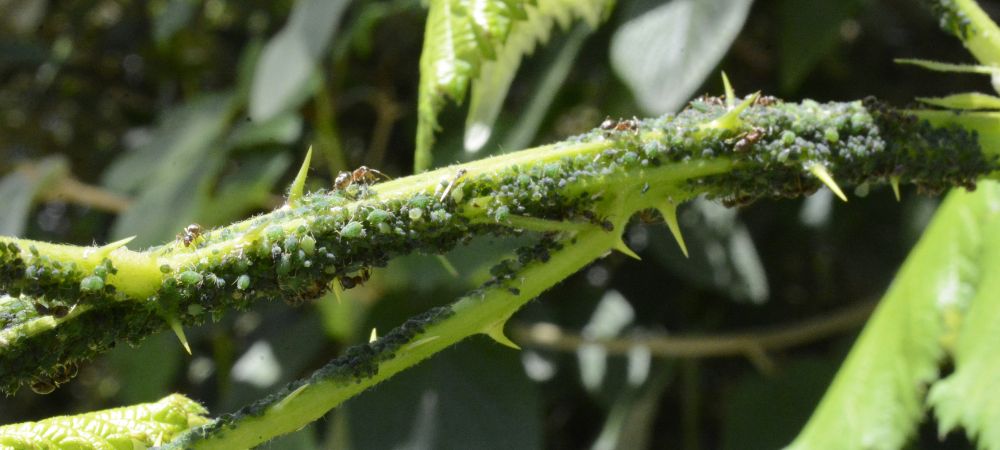 éliminer les fourmis dans les plantes
