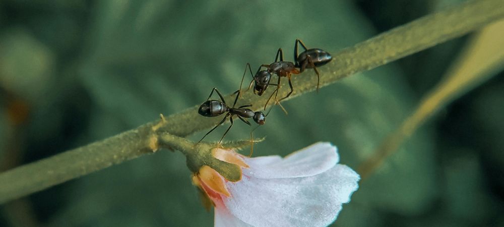 éliminer les fourmis sur les plantes