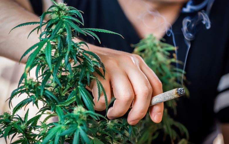 Actualités sur le cannabis