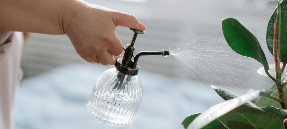 Pulvériser la cannelle sur le cannabis