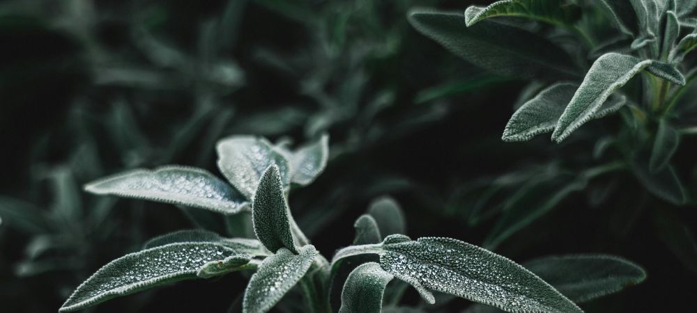 température et oïdium : contrôler le climat en indoor pour son éradication