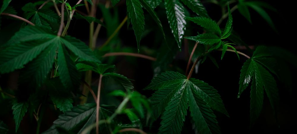 prévenir les attaques d'oïdium