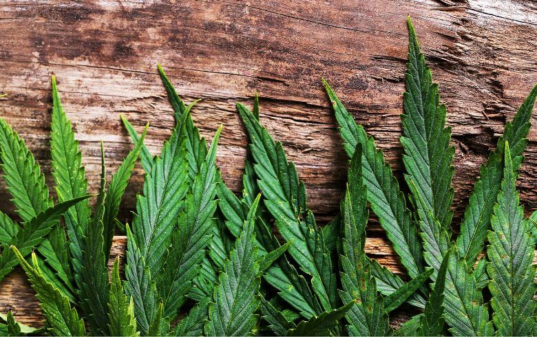 Actualités sur le cannabis