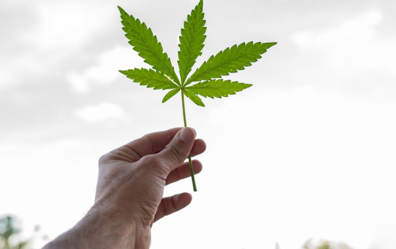 Actualités sur le cannabis