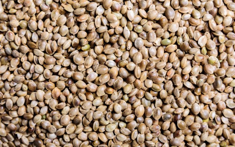 Actualités sur le cannabis