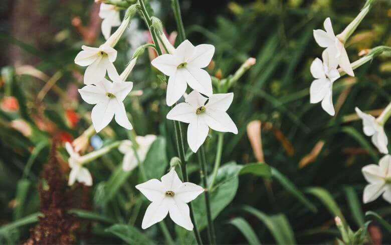 Actualités sur le cannabis