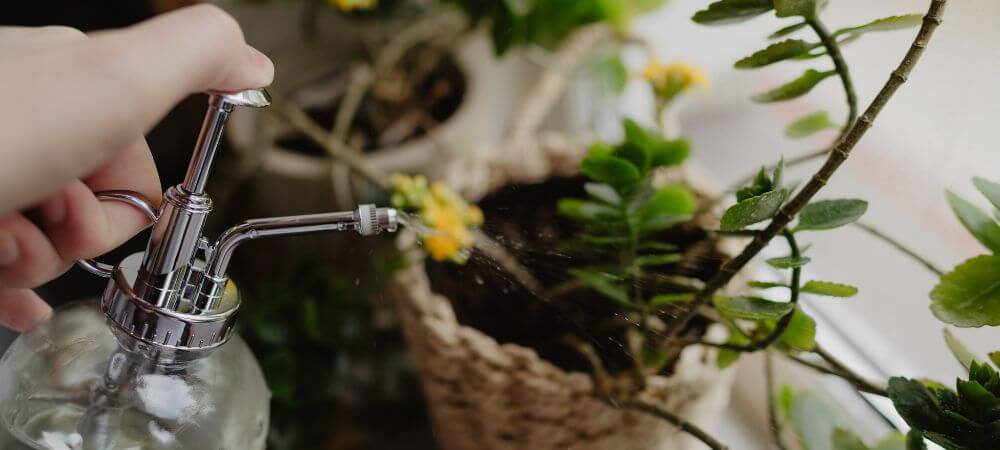 Fongicide naturel pour les plantes 