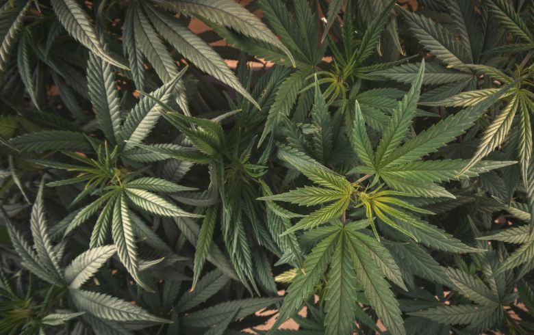 Actualités sur le cannabis