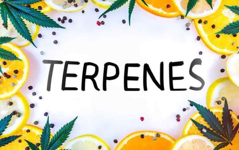 Actualités sur le cannabis