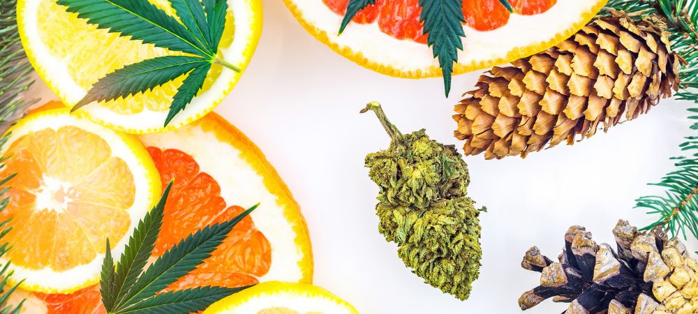 Aliments riches en terpènes