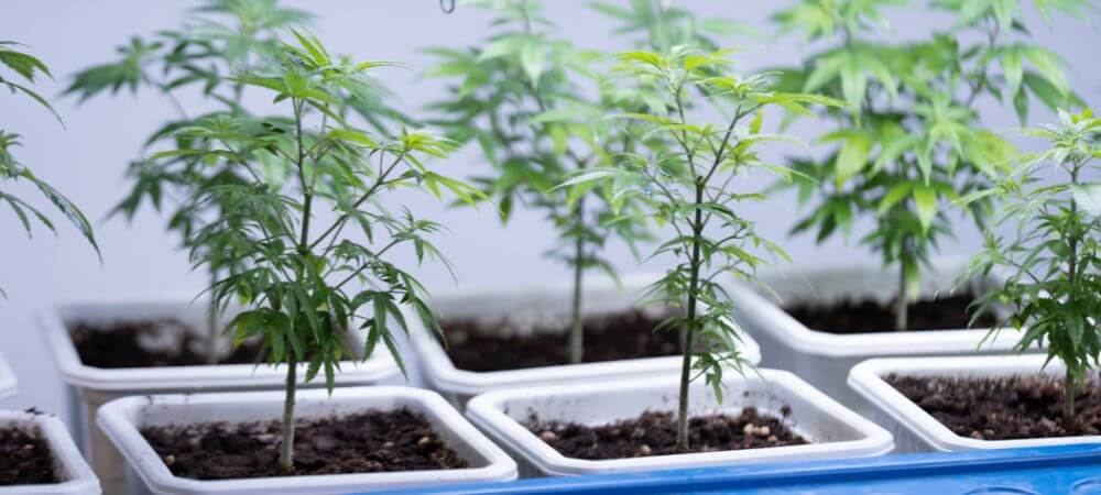 plantes cultivées en terre