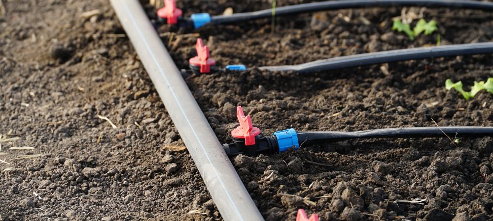 fréquence de l'arrosage goutte à goutte
