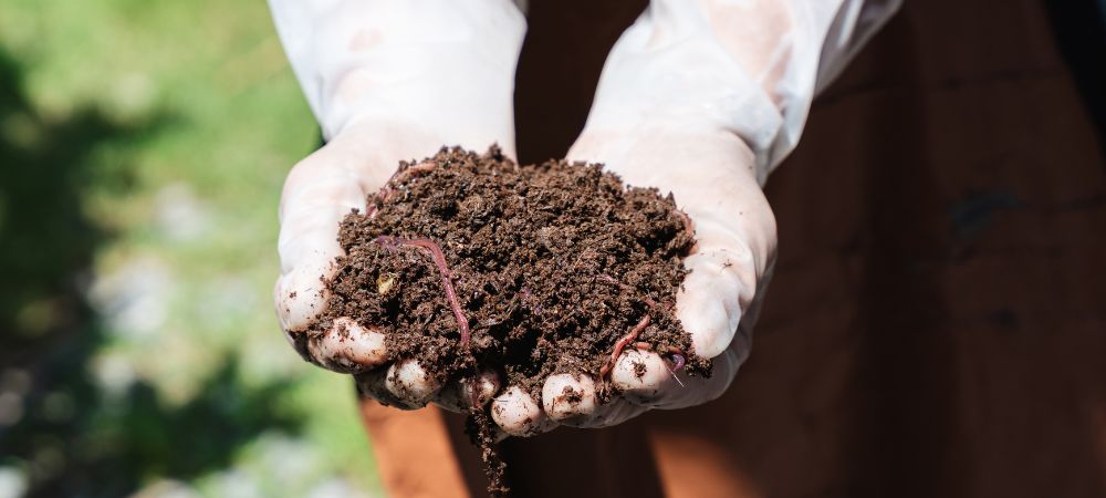 Quel est le meilleur lombricompost