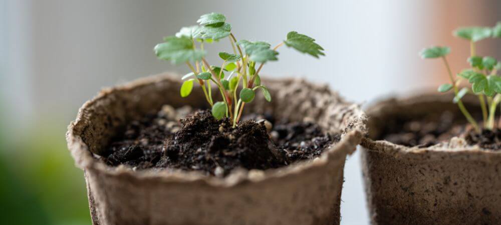 tourbe ou terreau : lequel choisir ?