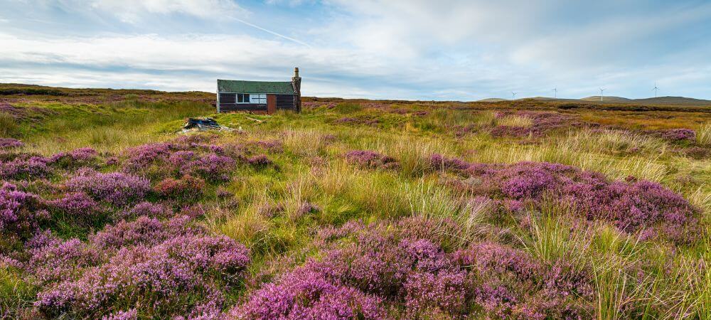 Quelle est la différence entre tourbe et terreau