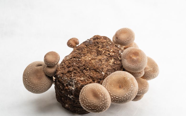 Actualités sur le cannabis