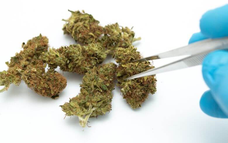 Actualités sur le cannabis