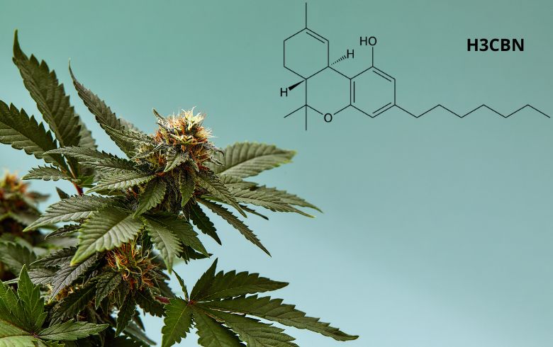 Actualités sur le cannabis