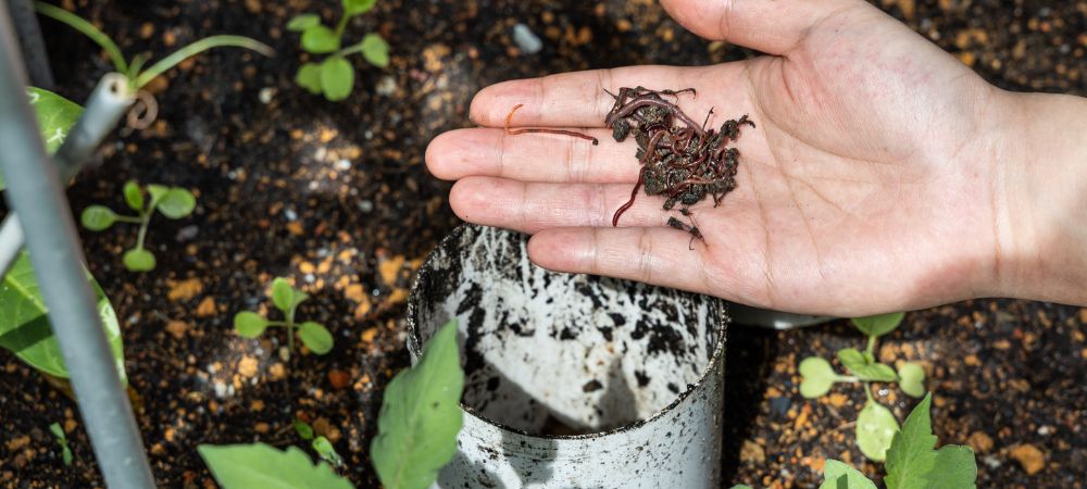 Meilleur lombricompost