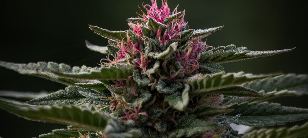 Variété de cannabis résineuse pour obtenir du Jelly Hash