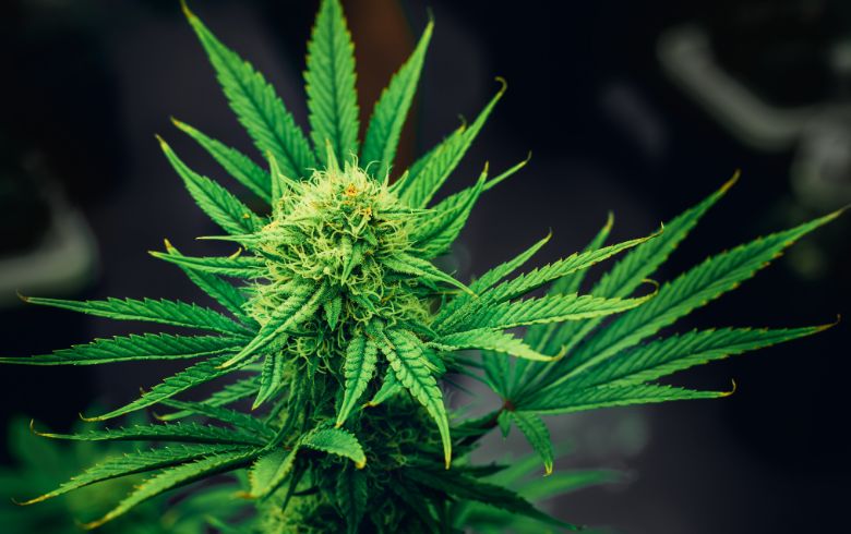 Recettes au cannabis