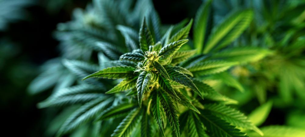 Cannabis Mamba Negra Cannabis Mamba Negra