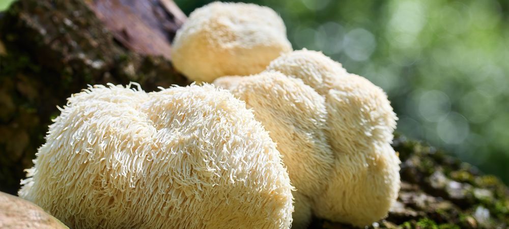 Hydne hérisson poussant dans la nature Hydne hérisson poussant dans la nature