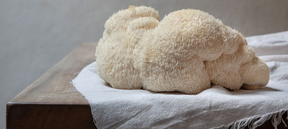 hydne hérisson hydne hérisson (Lion's mane)