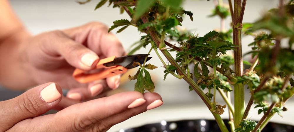 Monster Cropping comment faire