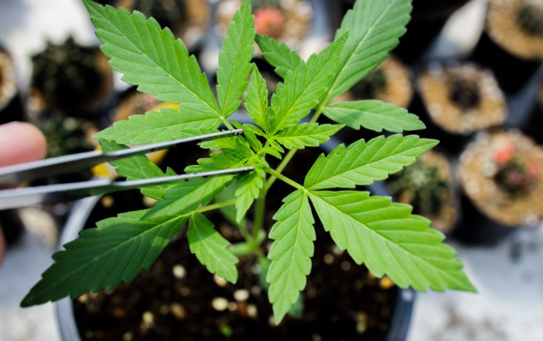 Actualités sur le cannabis