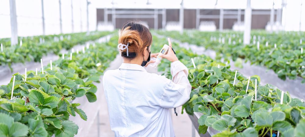 Opération de test du pH dans une serre baisser le pH de l'eau pour les plantes