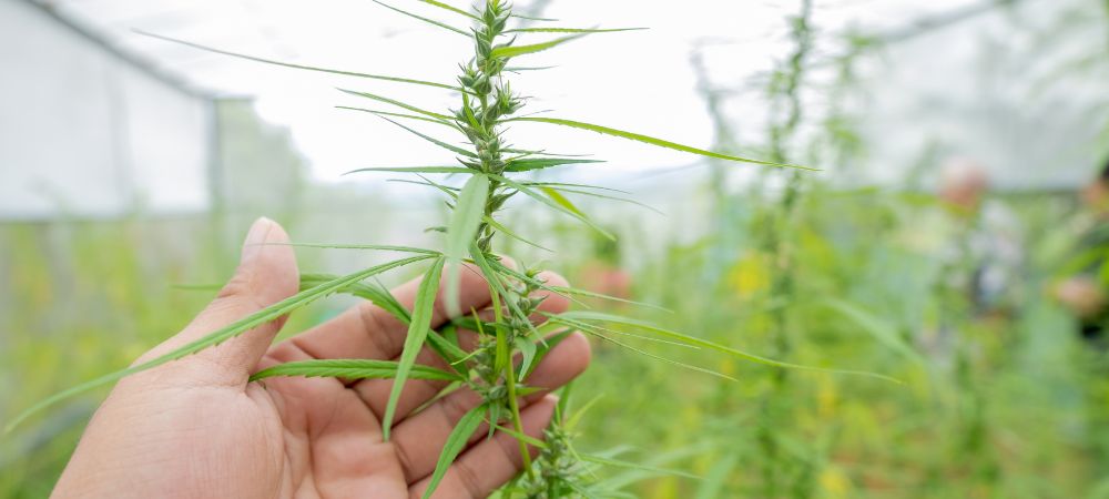 Qu'est-ce que le Monster Cropping