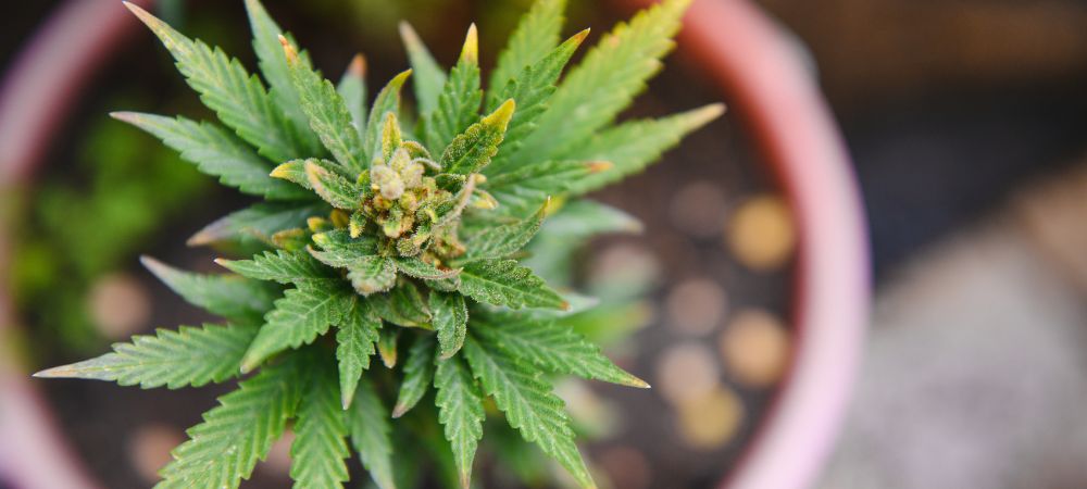 Rentabilité de la culture du CBD