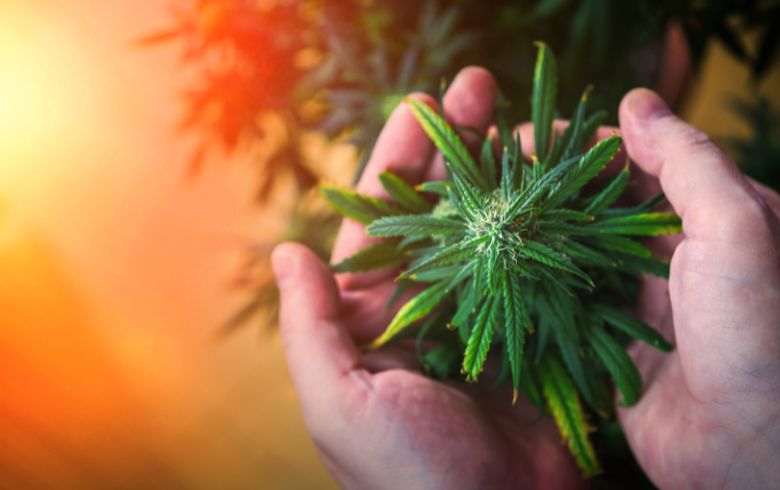 Actualités sur le cannabis